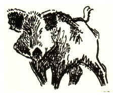 Croquis de sanglier par Robert Hainard